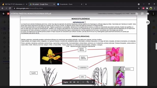 Practico de la Clase 5 Botánica Sistemática y Fitopatología 04-10-2021