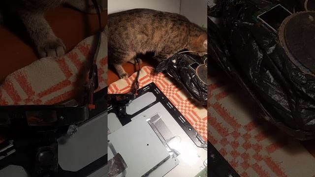 Маша снова мне помогает.
