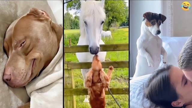 Смешные видео ЖИВОТНЫХ 😊 Самые смешные КОШКИ😺 и СОБАКИ🐶 2025