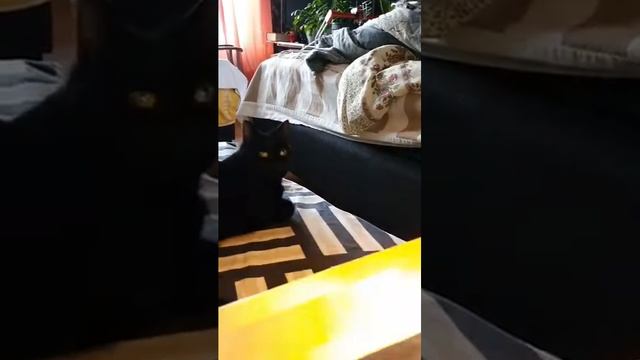 Кааби по дому собирает везде пыль и пришлось заняться, генеральной уборкой 🤣