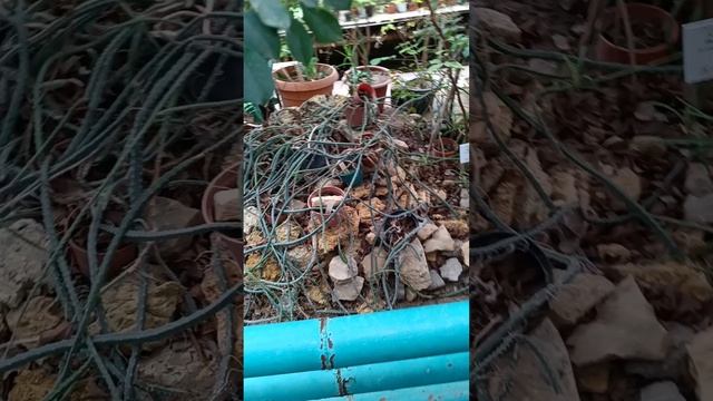Прогулки с БлоХером Ботаника ростова