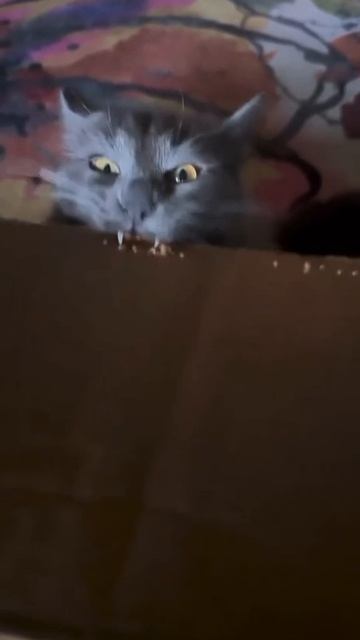 Вампирский кот