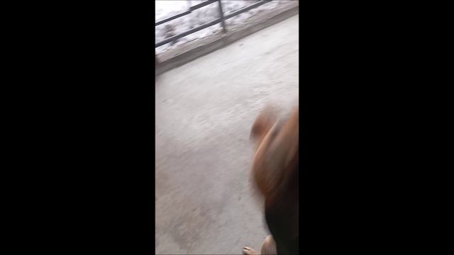 Овчарка. Собака. Том