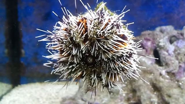 Pfaffenhut-Seeigel (Tripneustes gratilla)