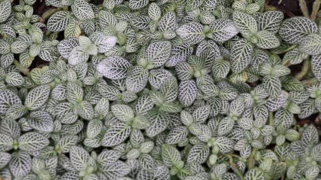 Vascular Plants of the Americas