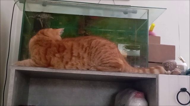 Кот. Фокс
