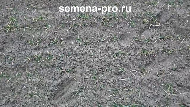 Озимый ячмень Хамбер 2019. Часть 2