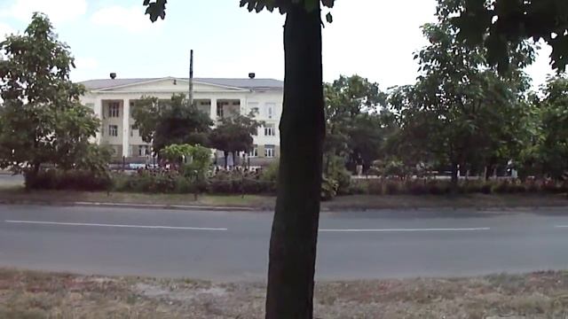 28 июня 2020 года. Гогольсквер. На проспекте Химиков цветёт катальпа.