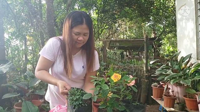 New Plants | Roses | Pinnatum aurea | Bagong bili/barter na plants