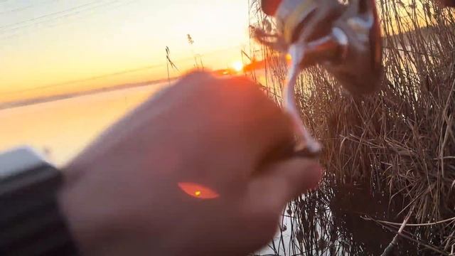 Сново ловлю карася на фидер #карась #карась_на_фидер #fishing #рыбалканафидер