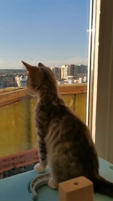 Мам, а там муха