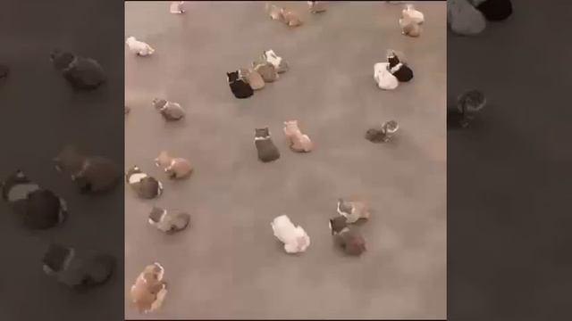 Видеоряд с котиками