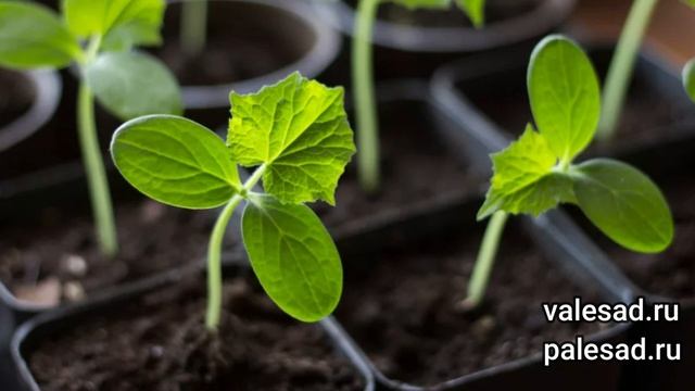Всегда сею огурцы в эти сроки и получаю ранний урожай огурцов! Когда посеять огурцы на рассаду