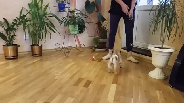 Medovyi Pryanik Hakuna Matata