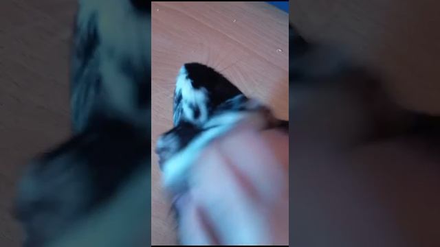 VID-20250317-WA0003