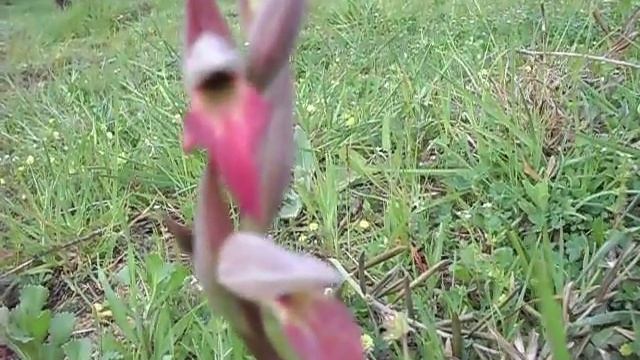 SERAPIAS LINGUA-wild orchids