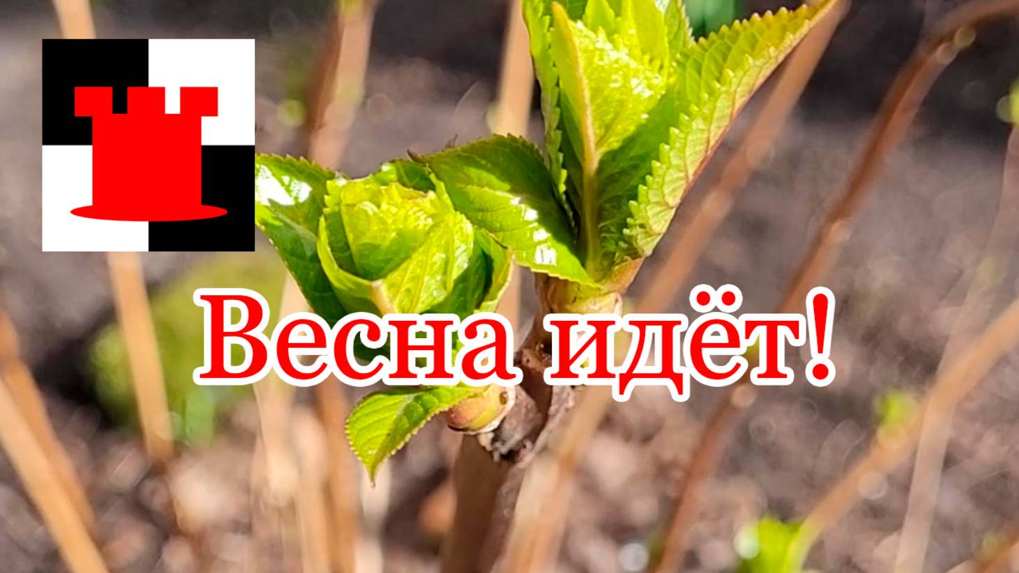 Весна идёт - весне дорогу!