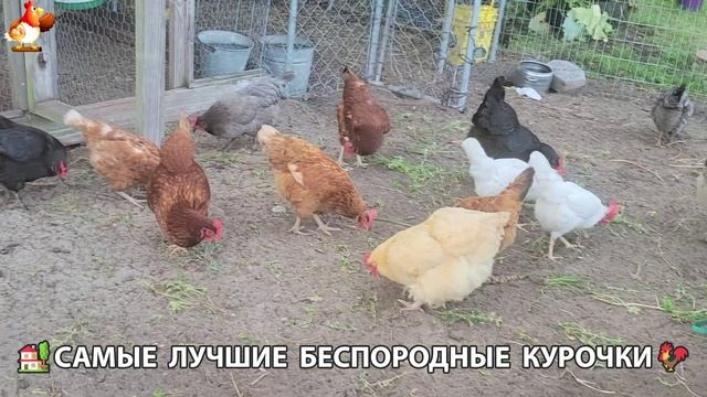 Курочки селяночки лучшие беспородные несушки 🥚 (44)