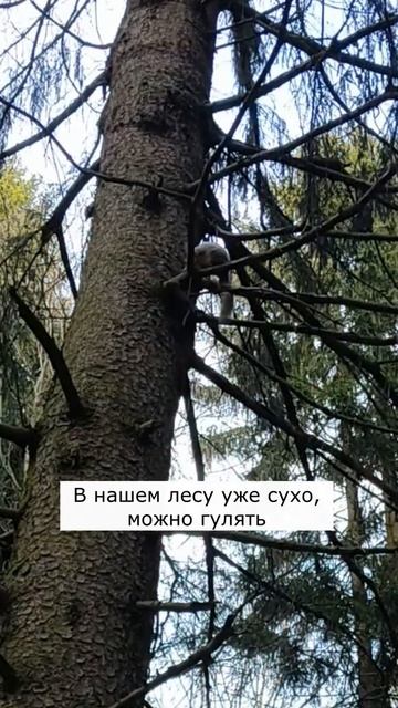 Хорошая белка на дереве #shorts