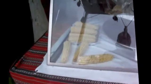 Берлин