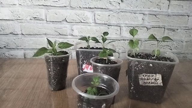 Вопрос -ответ, немного моих растюх