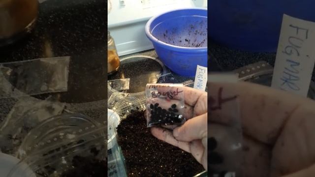 Starting Daylilies from Seed: Part 3