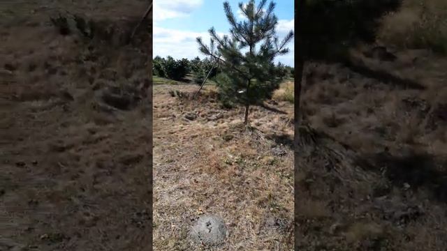 Кінець першого дня , збір врожаю фундука.