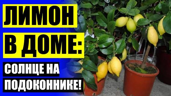 Лимон как выращивать в домашних 🔴