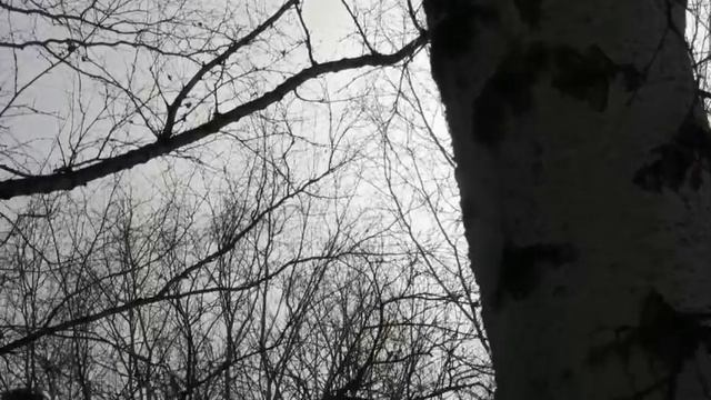Весеннее - грачи и др. птички