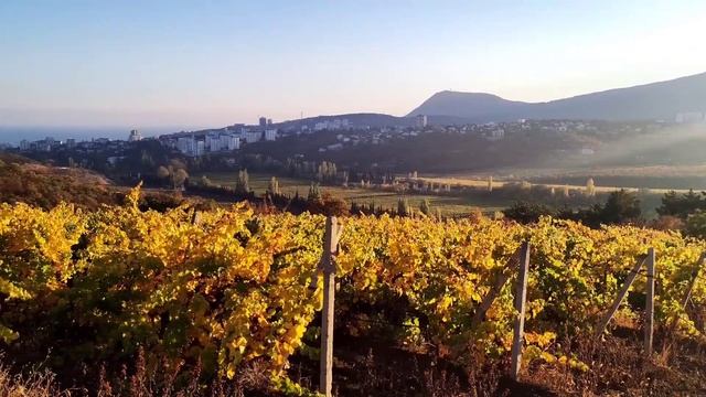 Видео зарисовка с виноградников под Алуштой