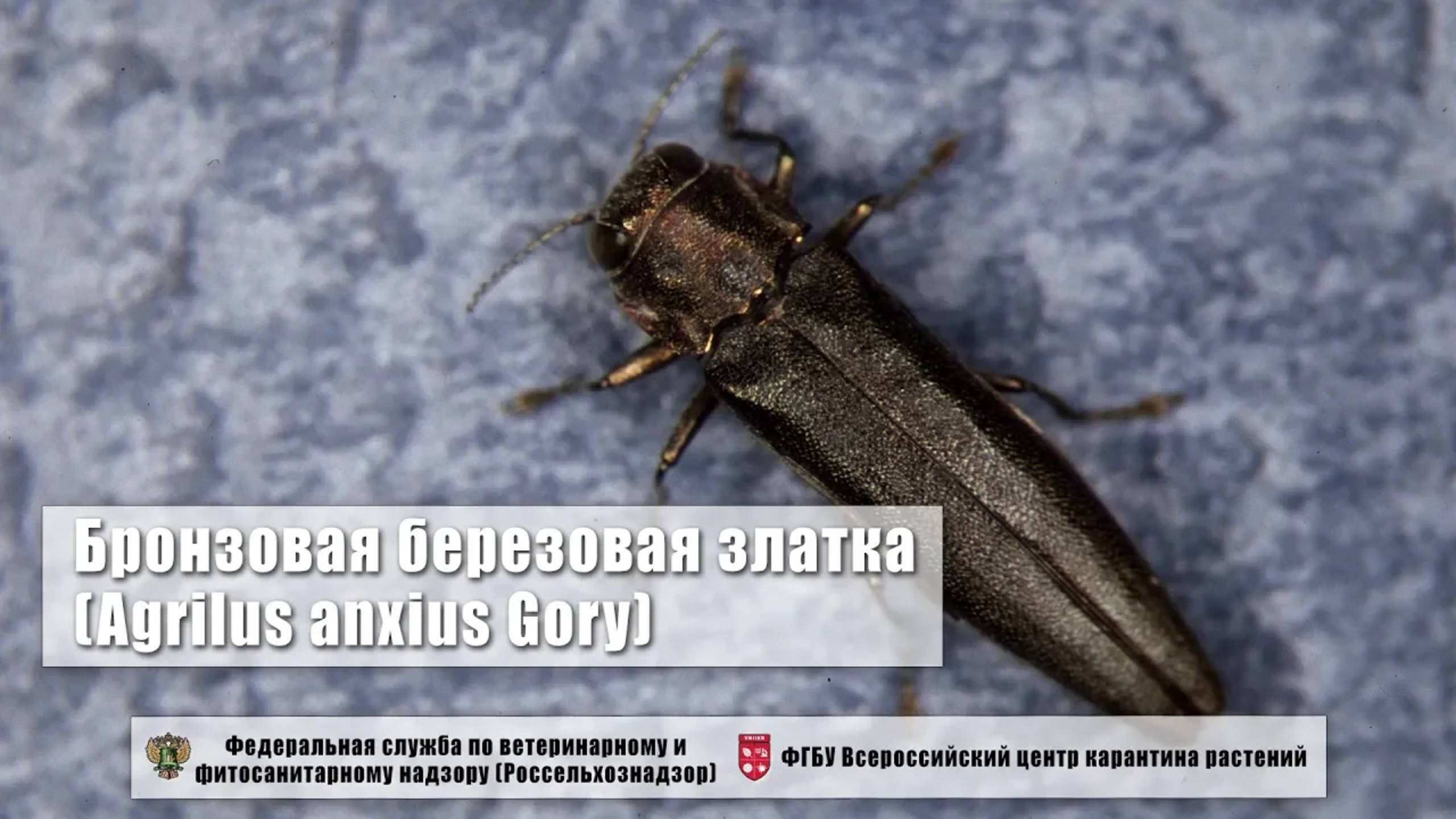 Бронзовая березовая златка (Agrilus anxius Gory)