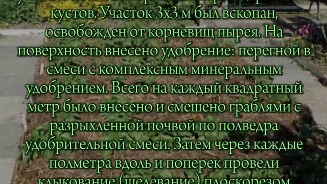 Картофель под соломой