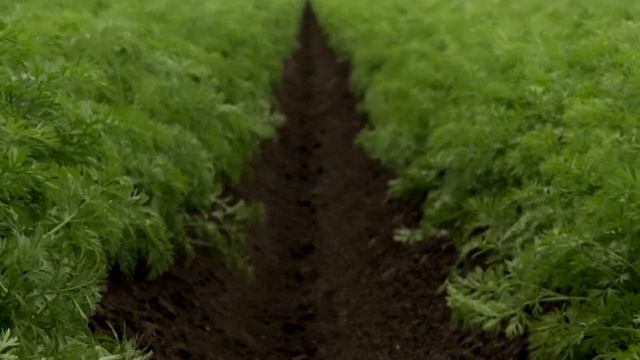 BEJO | In het gewas - Wortelen | Teelt van Nerac