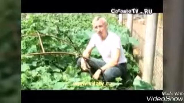 Спуди и Попов