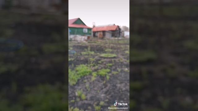 Прививка плодовых