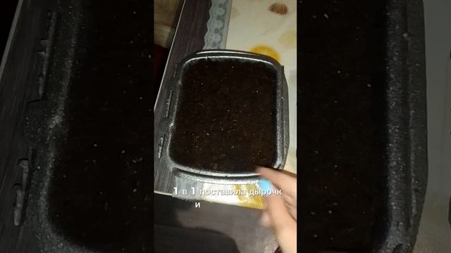 засеяла бархатцы