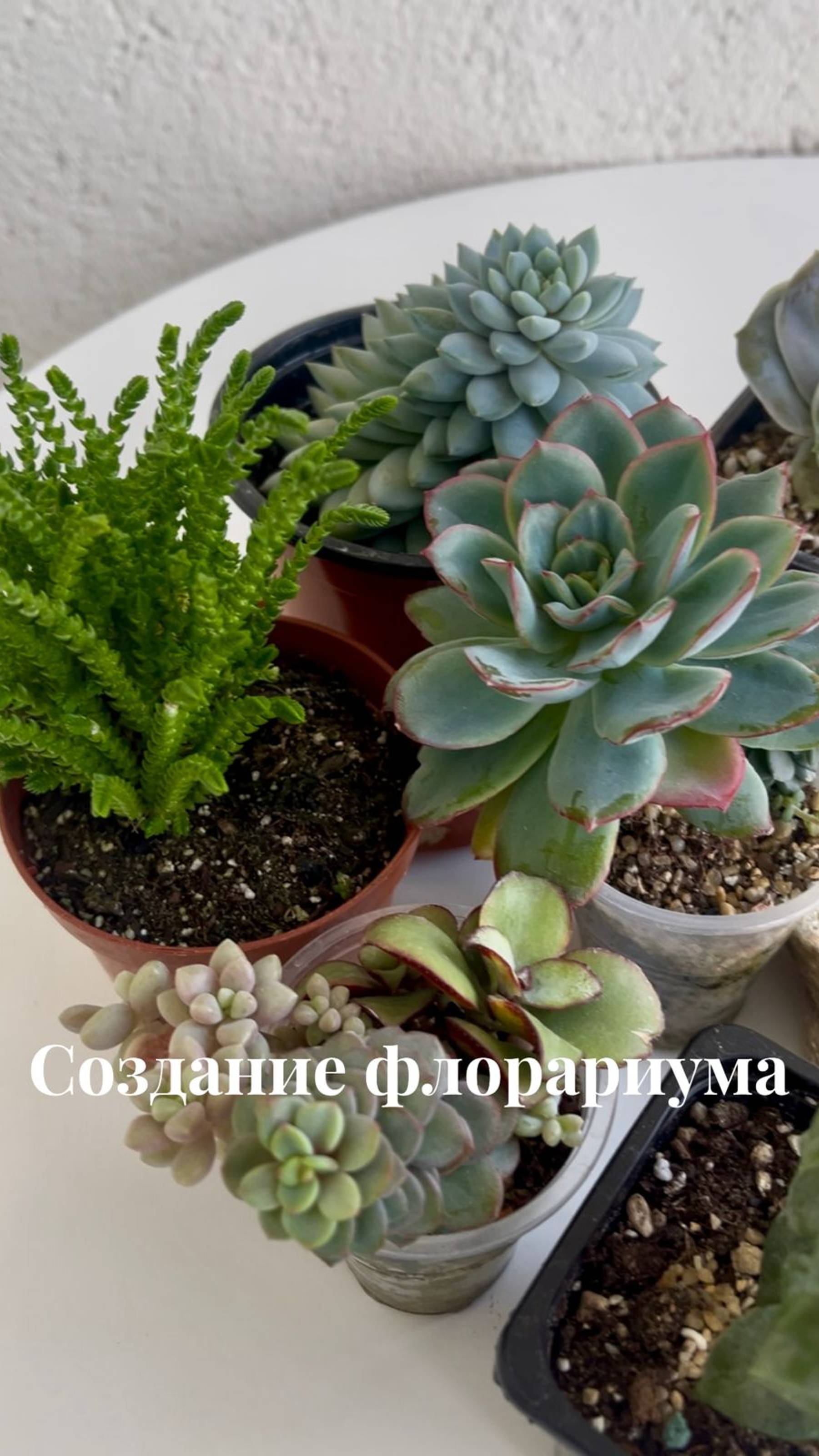 Создание флорариума "Matilda&K"