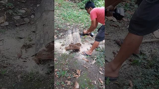 Geniotrigona thoracica - tidak naik toping terpaksa potong log di perpendek