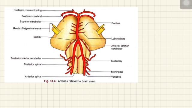 Circle of Willis and clinical anatomy | blood supply of brain | #anatomy #circleofwillis #neetspire