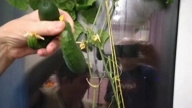 огород на окне