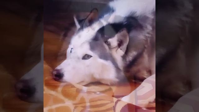 Джек❤