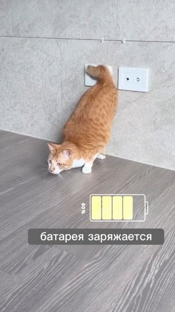 Кот заряжается