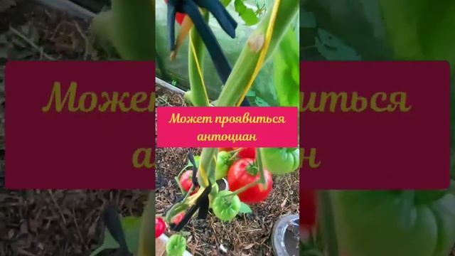 Томат КЛУБНИЧНЫЙ СЕРЖАНТ. Шедевр томатной селекции 🍅🍅🍅