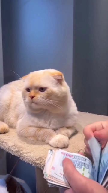 scene_output.mp4