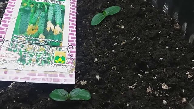 Огурцы к 8 марта