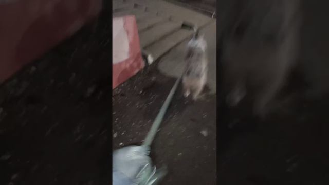 Аусси Грейс и её уличный тренажер :)