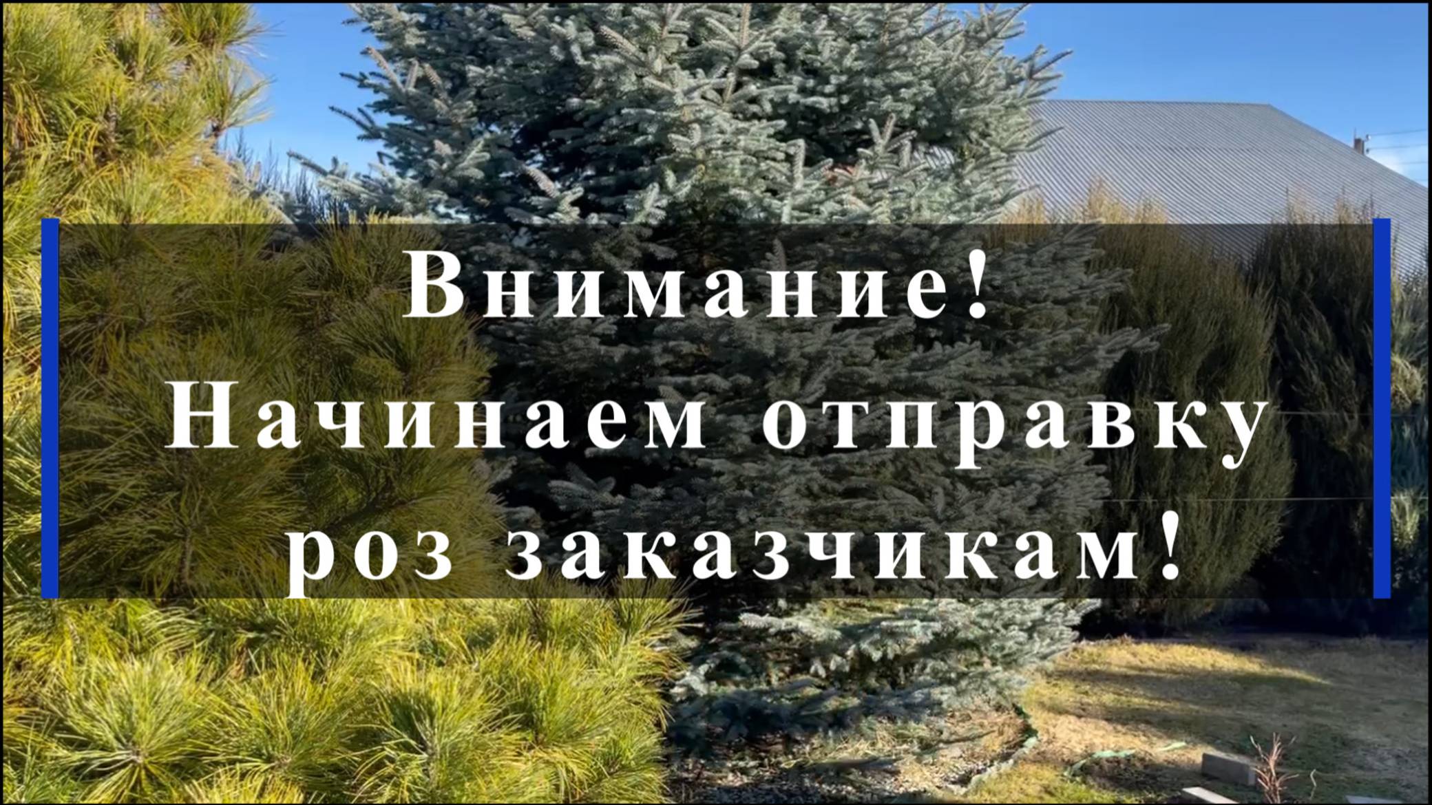 Внимание! Начинаем отправку роз заказчикам!