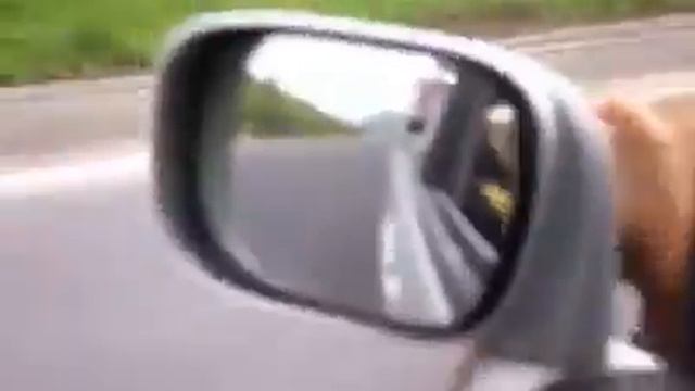 Голодный Медведь на дороге
