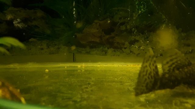 Аквариум  сомики