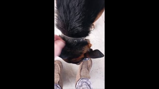 Собака. Овчарка. Том.